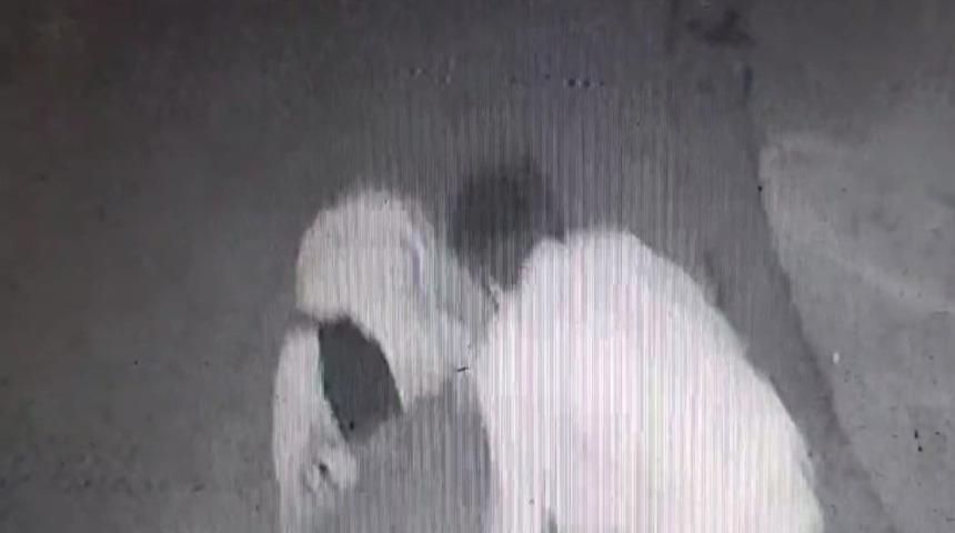 'Sen kafirsin' diye bağırdı sonra bıçaklayarak öldürdü! 