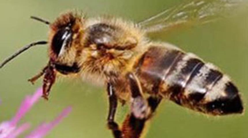 &Ccedil;aresiz hastalığa deva oldu