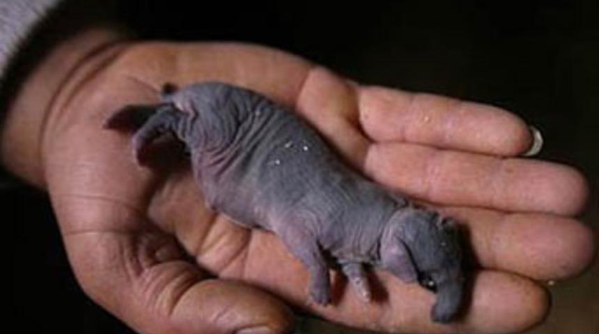 Fil ya da gergedan değil...