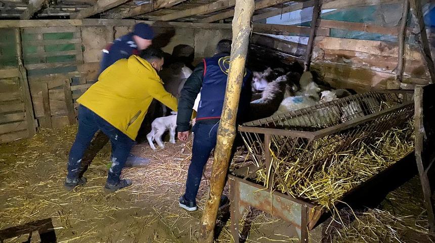 Balıkesir'de ağıldaki 37 koyunu çalan 2 zanlı tutuklandı