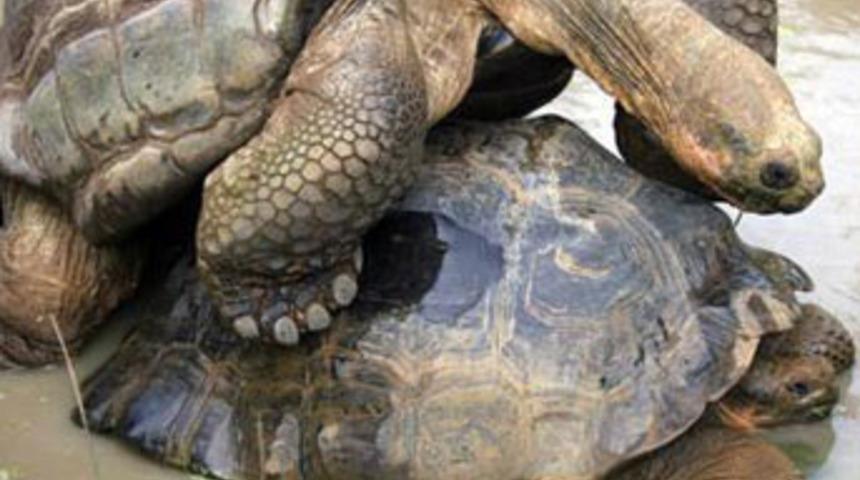 Hayvanat bah&ccedil;esinin porno yıldızı