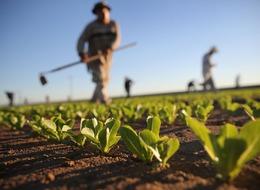 Tarımsal girdi enflasyonu 50 aydır yükseliyor