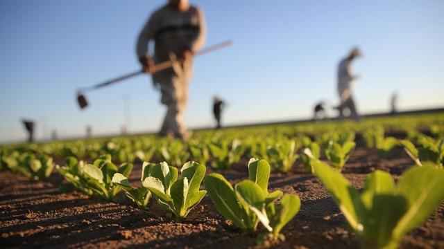 Tarımsal girdi enflasyonu 50 aydır yükseliyor