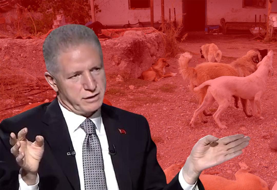 'Ortada iki yol var' İstanbul Valisi Davut G&uuml;l'den 'sokak k&ouml;pekleri' a&ccedil;ıklaması 'Bu haliyle durma ihtimali yok! 6 ay i&ccedil;erisinde g&uuml;ndemden &ccedil;ıkabilir'