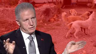 'Ortada iki yol var' İstanbul Valisi Davut Gül'den 'sokak köpekleri' açıklaması 'Bu haliyle durma ihtimali yok! 6 ay içerisinde gündemden çıkabilir'