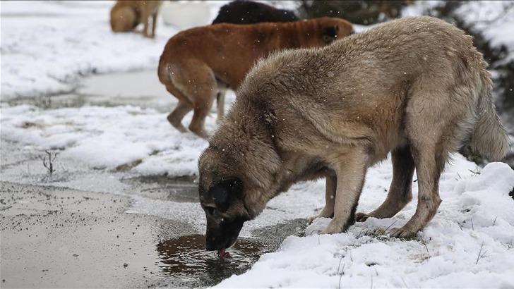 'Ortada iki yol var' İstanbul Valisi Davut Gül'den 'sokak köpekleri' açıklaması 'Bu haliyle durma ihtimali yok! 6 ay içerisinde gündemden çıkabilir' G4