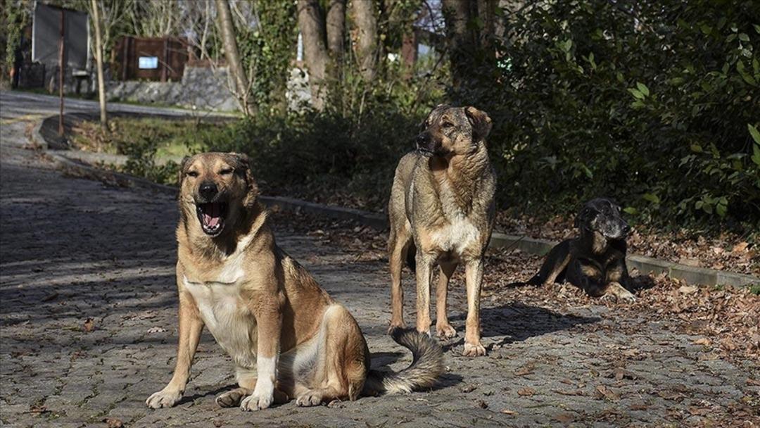 Son dakika | İstanbul da buna müsaade edilmeyecek! Sokak köpekleri için yeni dönem 3