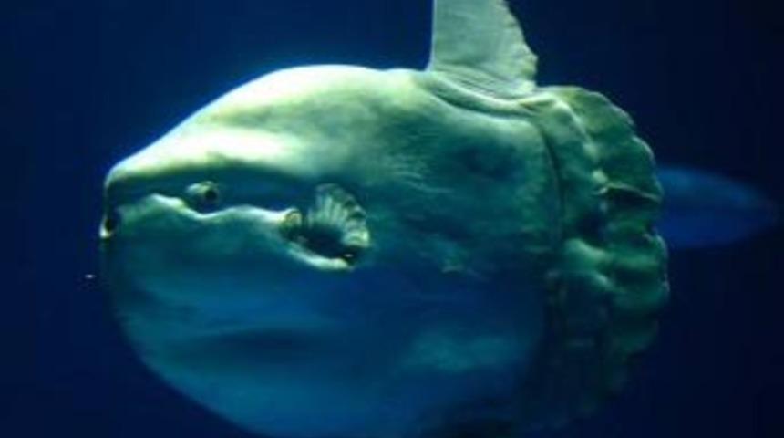 Saros K&ouml;rfezi'nde &ouml;l&uuml; ay balığı