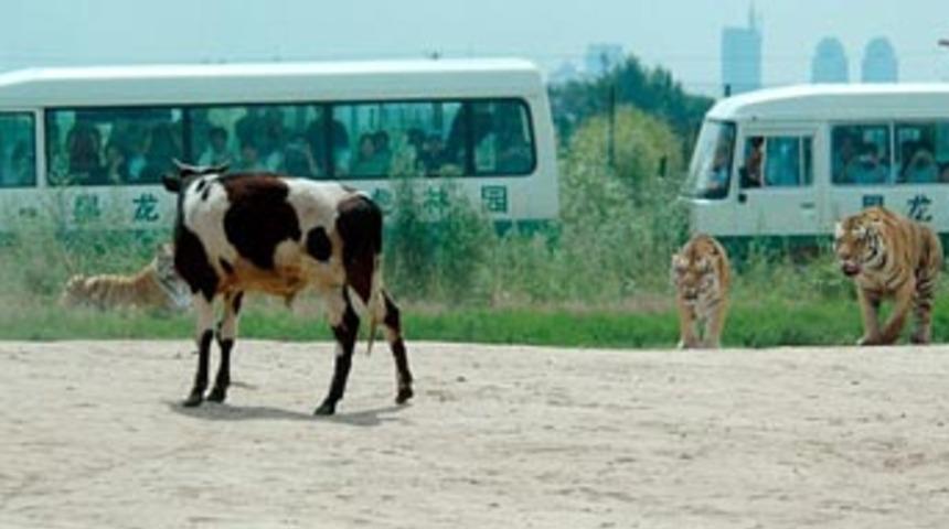 Para karşılığı vahşet