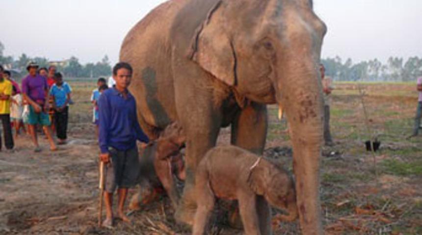D&uuml;nyada ilk: İkiz erkek fil yavrusu