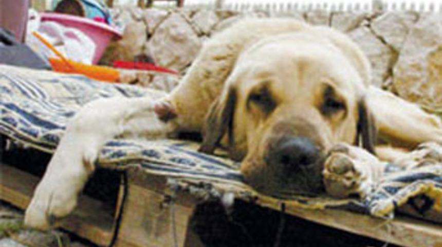 'Masum'a tecav&uuml;z