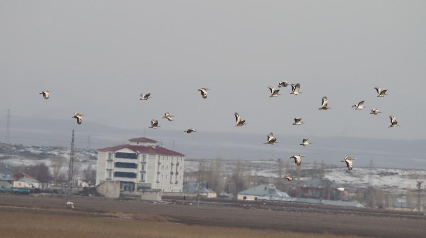 Muş'ta 34 toy kuşu g&ouml;r&uuml;nt&uuml;lendi
