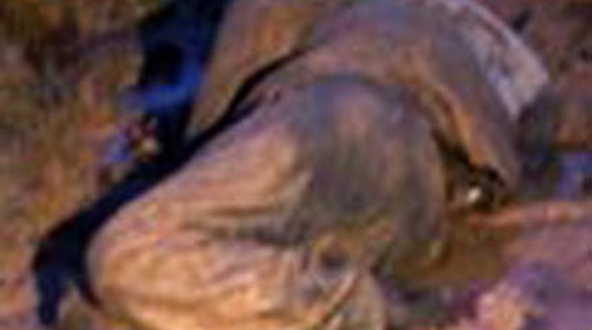 &Ccedil;amurun i&ccedil;inde can verdi