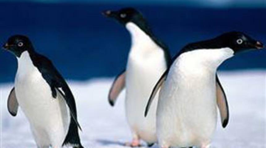 İnsanlar gibi poz veriyorlar