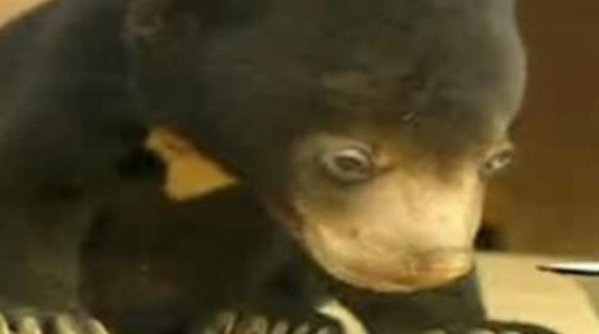 Yavru hayvanların uykuya direnme &ccedil;abası