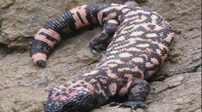 2 penisli, 2 metrelik kertenkele