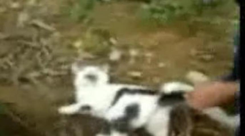 Hayvanseverleri ayağa kaldıran g&ouml;r&uuml;nt&uuml;