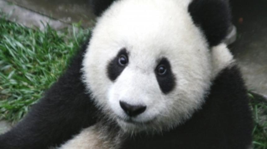 Japonya yeni pandasına kavuşuyor