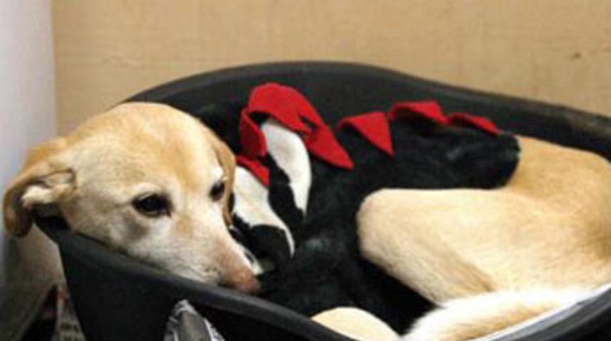 Minnoş sapık dehşetiyle şokta