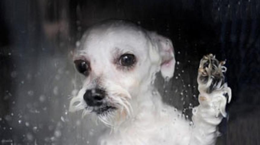 Hayvanlara "yıkama" eziyeti!