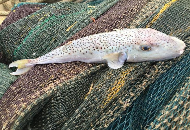 Marmara Denizi için büyük tehdit! Türkiye’nin denizlerine kabus gibi çöktü: ‘Çok kısa bir sürede…’ G3