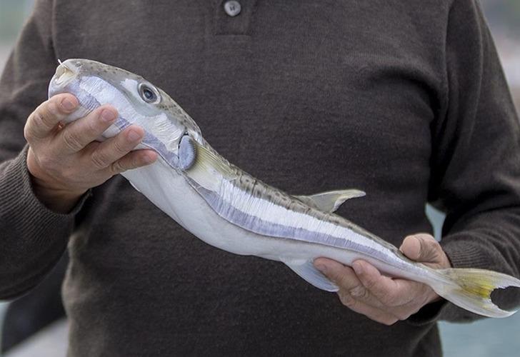 Marmara Denizi için büyük tehdit! Türkiye’nin denizlerine kabus gibi çöktü: ‘Çok kısa bir sürede…’ G1