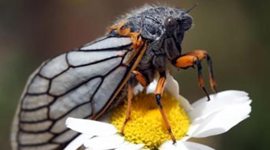 Bu ağustos b&ouml;ceğini hi&ccedil; g&ouml;rmediniz