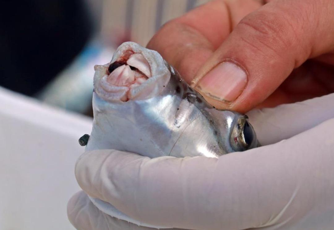 Marmara Denizi i&ccedil;in b&uuml;y&uuml;k tehdit! T&uuml;rkiye&rsquo;nin denizlerine kabus gibi &ccedil;&ouml;kt&uuml;: &lsquo;&Ccedil;ok kısa bir s&uuml;rede&hellip;&rsquo;