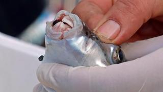 Marmara Denizi için büyük tehdit! Türkiye’nin denizlerine kabus gibi çöktü: ‘Çok kısa bir sürede…’