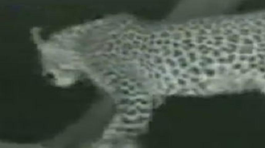 Vahşet mi şefkat mi?