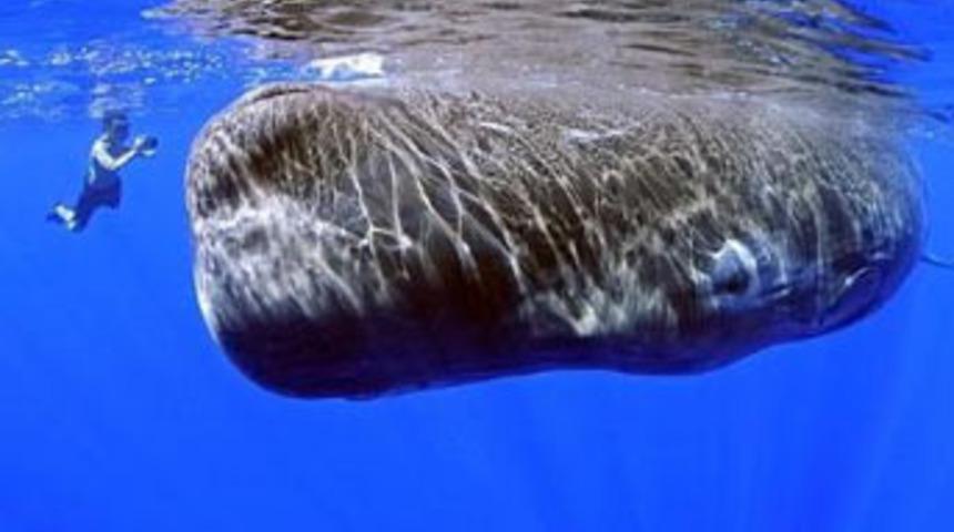 Dev balinalar g&ouml;r&uuml;nt&uuml;lendi