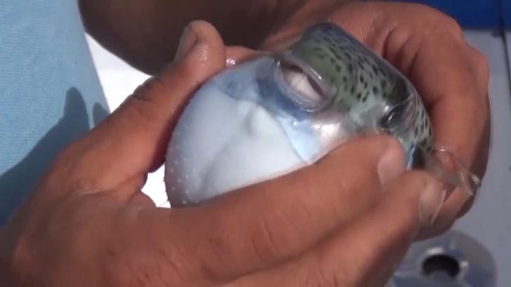 'Balık kalmayacak! Ne hamsi, ne istavrit...' Şimdi de Marmara'nın kabusu oldu! Tenekeyi bile ısırıp koparıyor, gördüğü her canlıyı yiyip tüketiyor G3