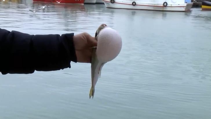 'Balık kalmayacak! Ne hamsi, ne istavrit...' Şimdi de Marmara'nın kabusu oldu! Tenekeyi bile ısırıp koparıyor, gördüğü her canlıyı yiyip tüketiyor G2