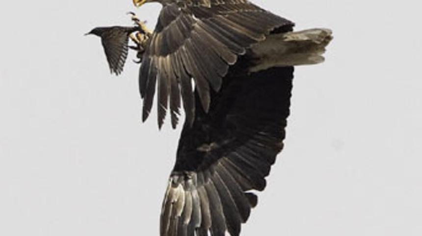 B&uuml;y&uuml;k kuş k&uuml;&ccedil;&uuml;k kuşu yer!