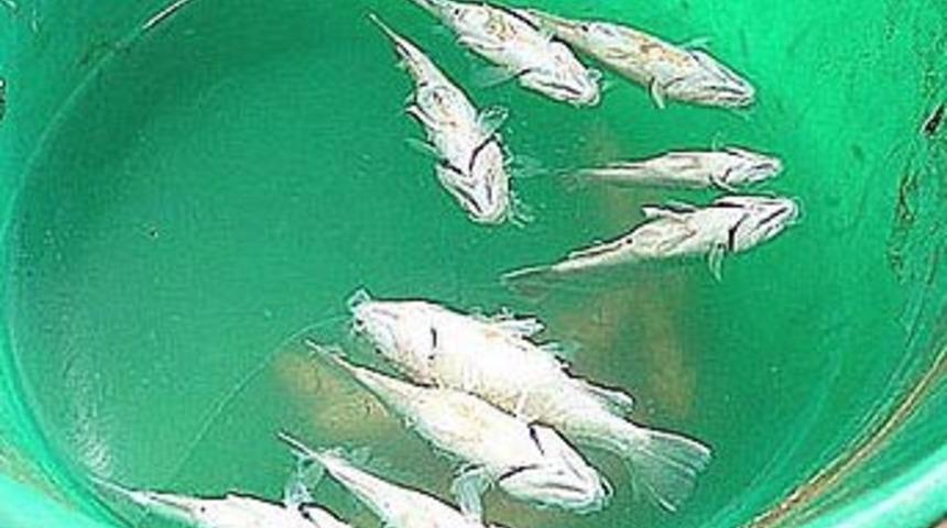 &Ccedil;&ouml;le balık yağdı