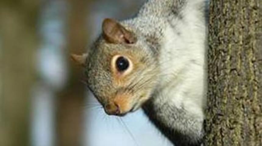 Ağa&ccedil;ta dur, uzun yaşa!