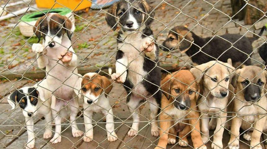 Samsun’da 2023’te 3 bin 804 sokak hayvanı tedavi edildi