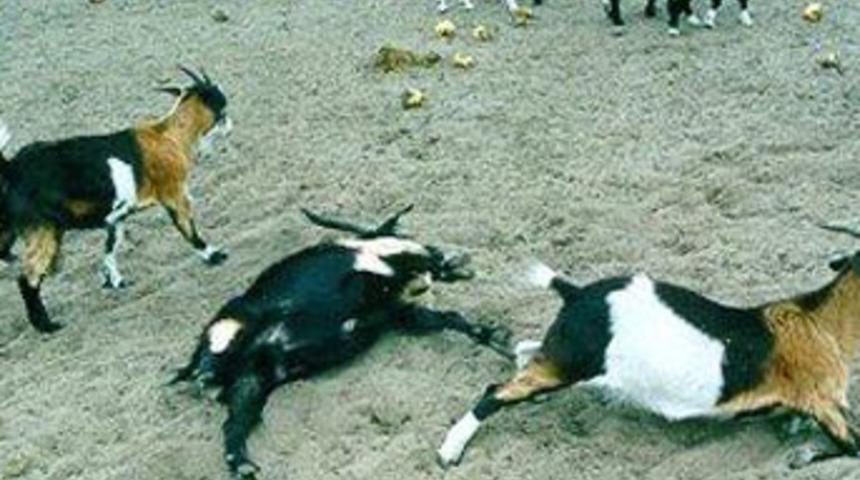 Bu ke&ccedil;iler korkudan bayılıyor