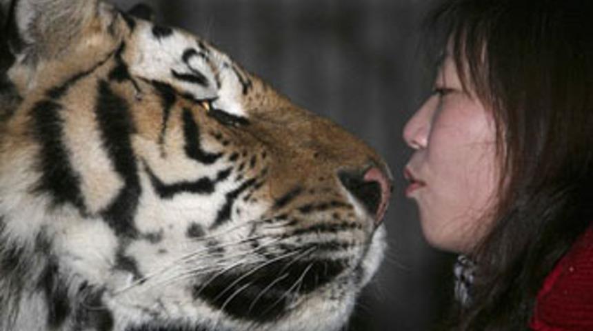 Kadın kaplanı ısırdı