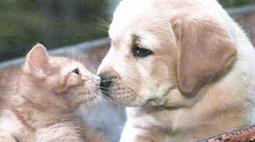 Hangisinin sahibi daha akıllı?