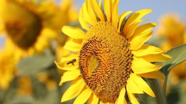 Yerli ayçiçeği tohumunun 400 bin dekarlık alanda ekimi yapılacak