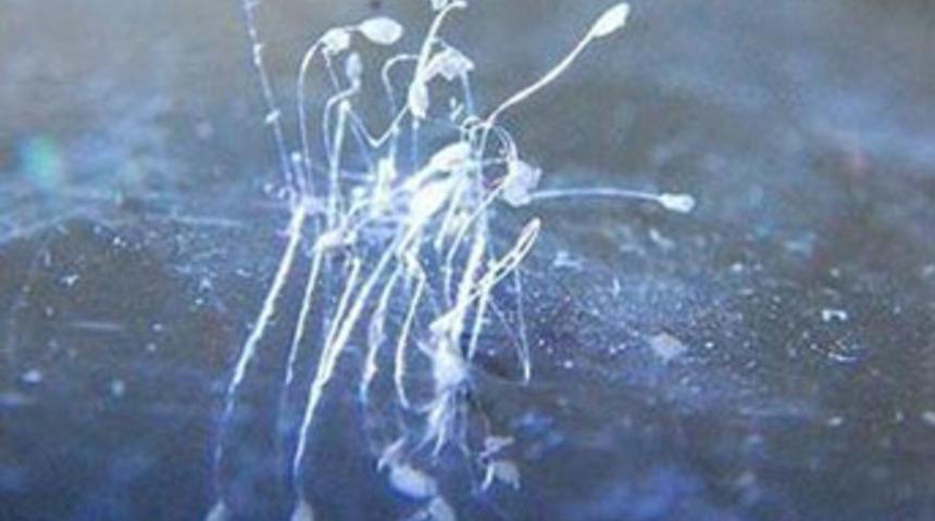 &Uuml;&ccedil; bin yılda bir defa a&ccedil;an &ccedil;i&ccedil;ek