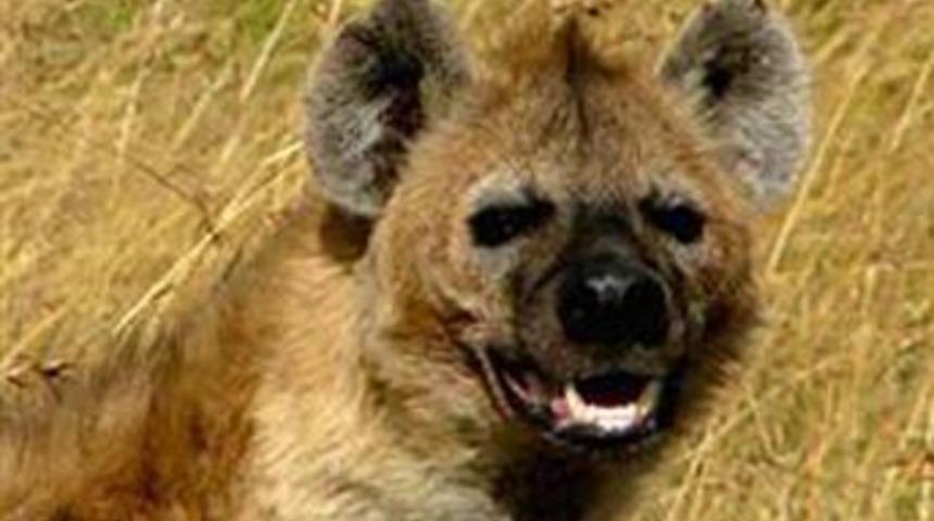 Bir g&uuml;l&uuml;ş neler anlatır?