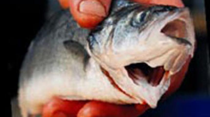 &Ccedil;ift ağızlı levrek