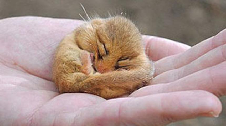 &Ouml;l&uuml;mden d&ouml;nd&uuml;, hala uyuyor!