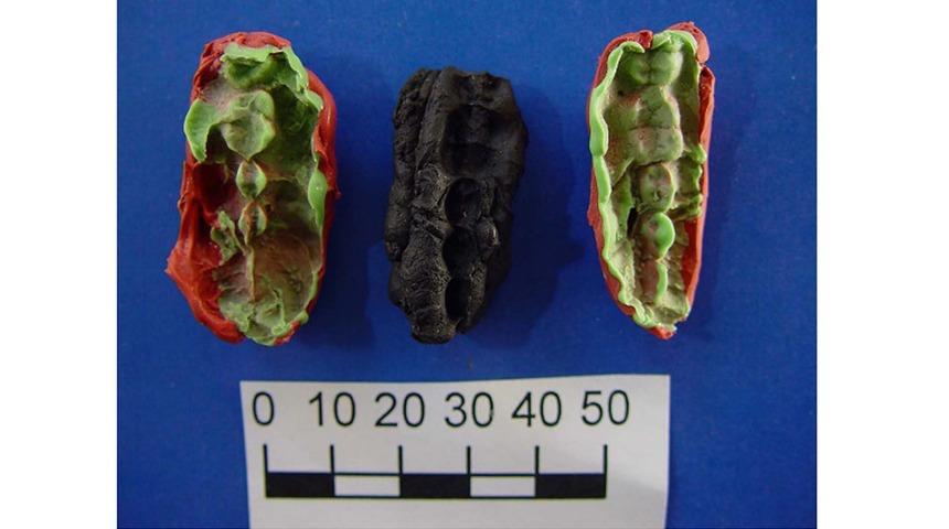 9 bin 700 yıllık sakız incelendi: Taş devrine ışık tutan çalışma