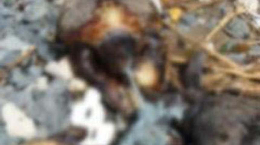 G&ouml;r&uuml;lmemiş işkence!