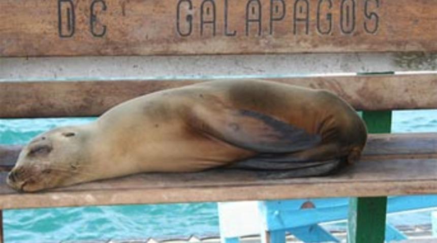 Darwin'in adasından ka&ccedil;ış