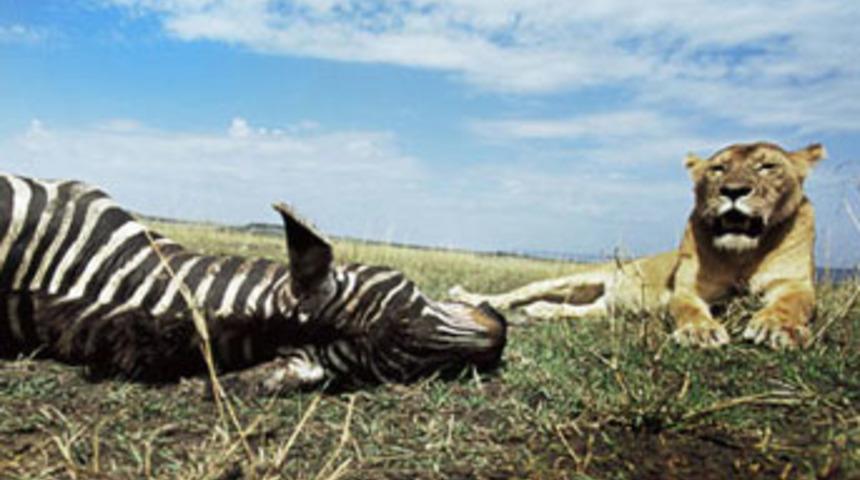 Korkun&ccedil; avın en yakınından