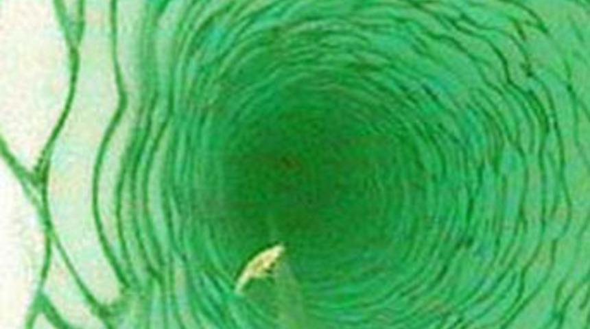 Bir karides bilimi sarstı